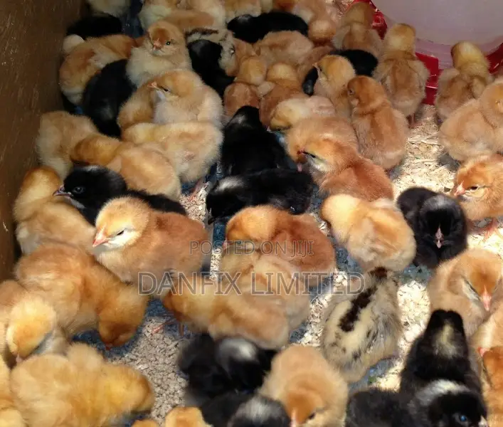 One WKS Chicks for Sale in Nairobi