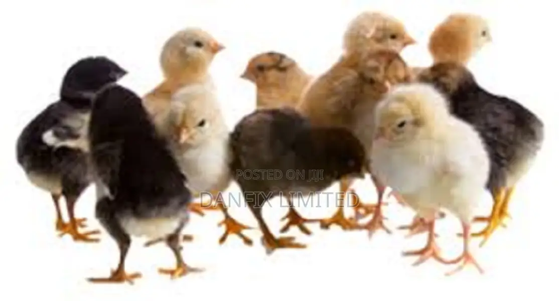1 Day Old Chicks 90