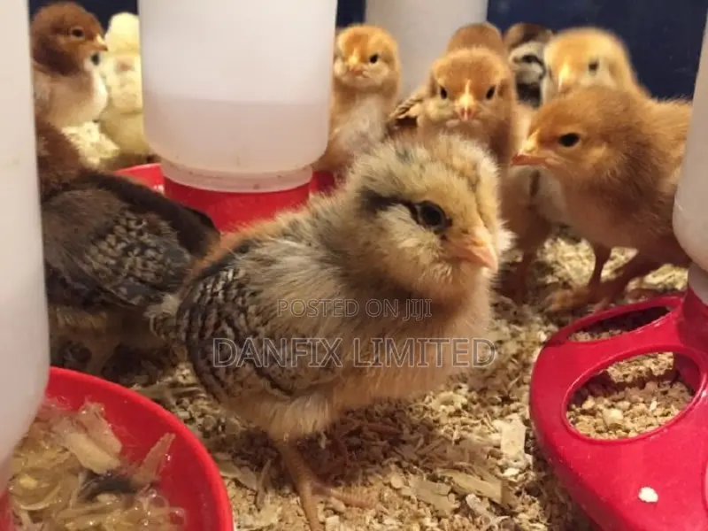 1wks Day Old Chicks Nairobi 140