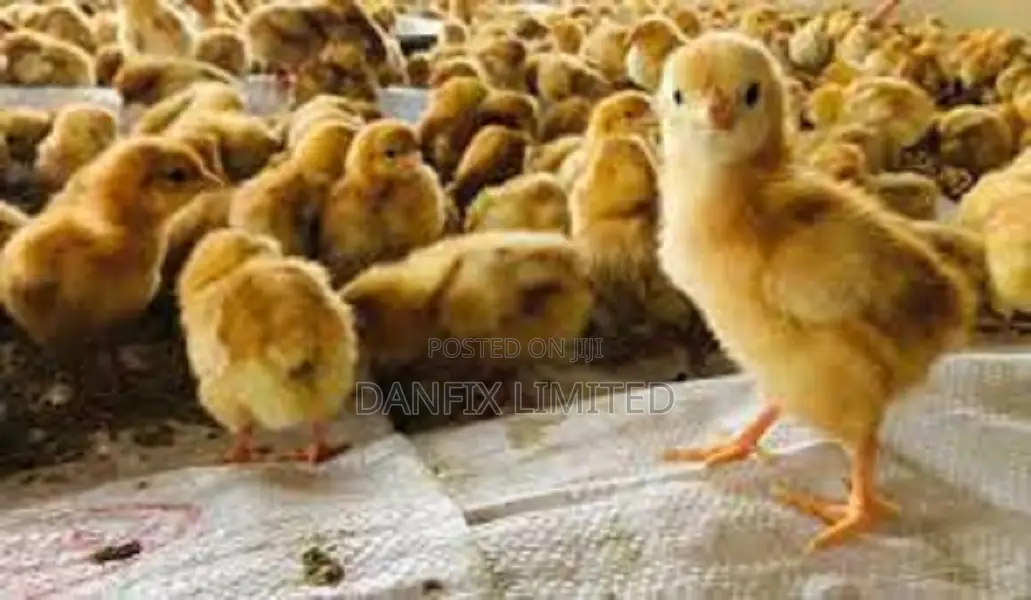 One Week Kali/Kuloiler Chicks 120
