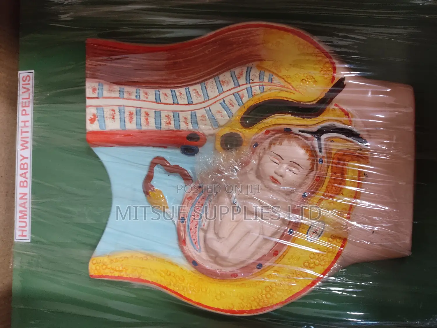 Model Human Baby With Pelvis on Board 9x14 for Education