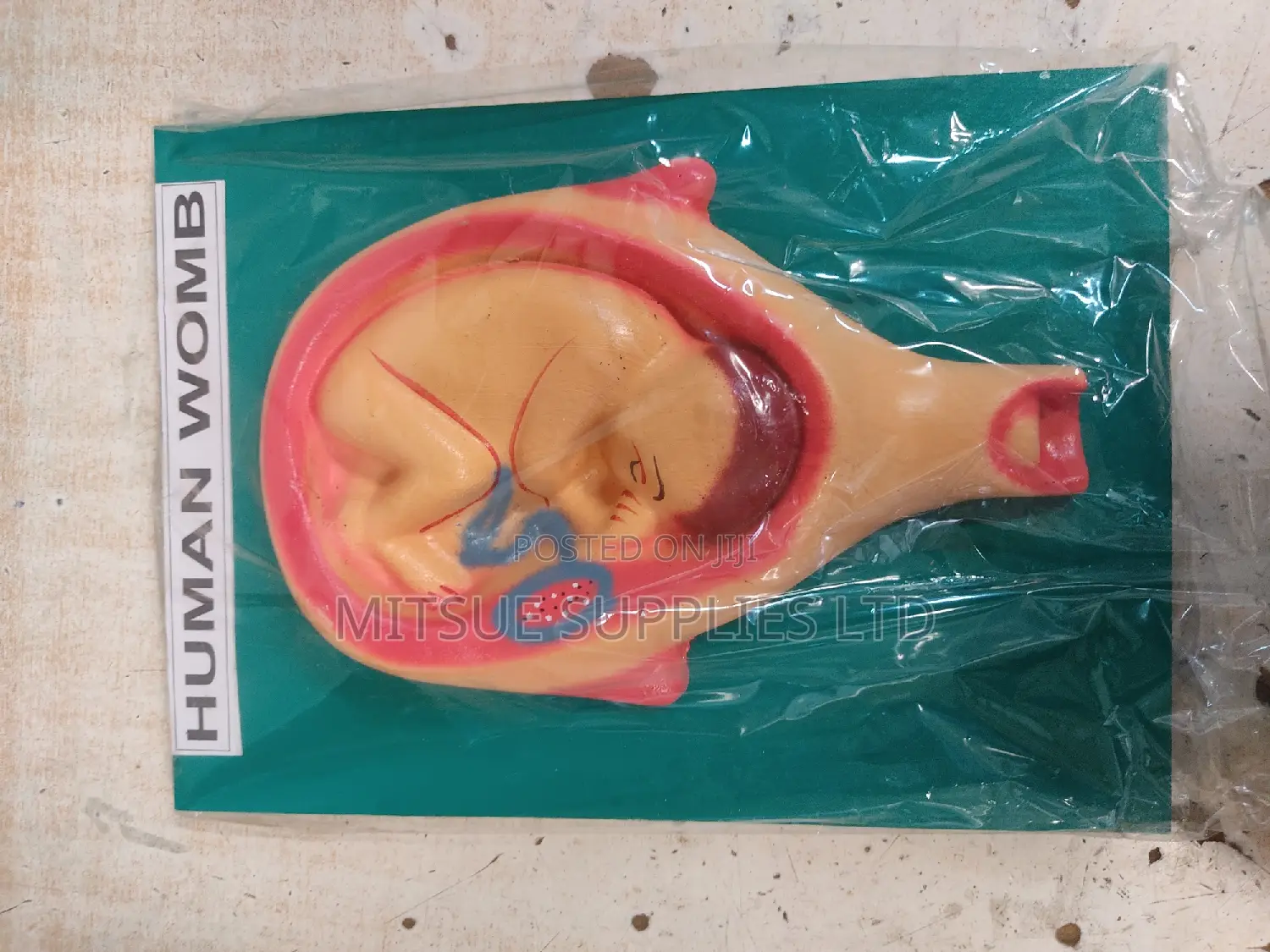Model of Woman Womb General Detail