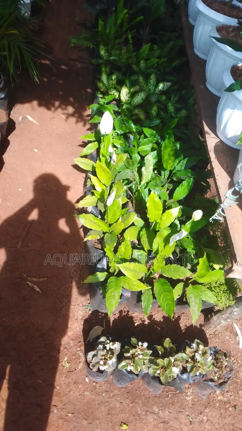 Peace Lily Flower Plant