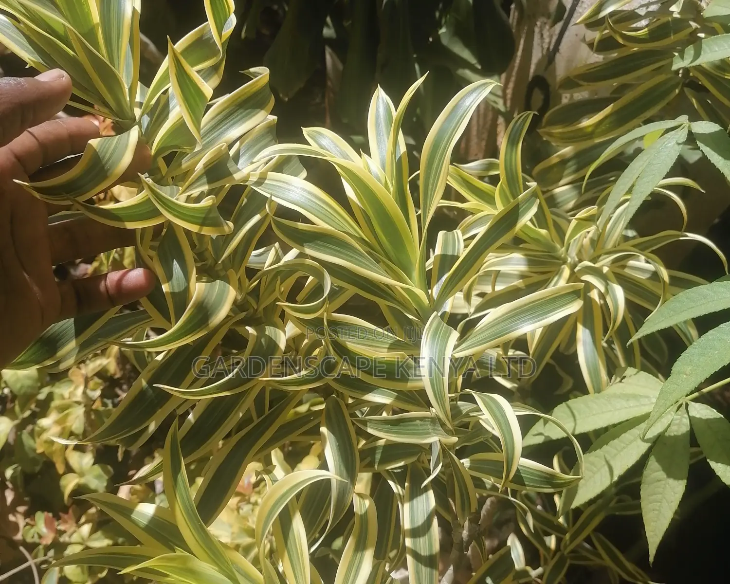 Song of India Plants