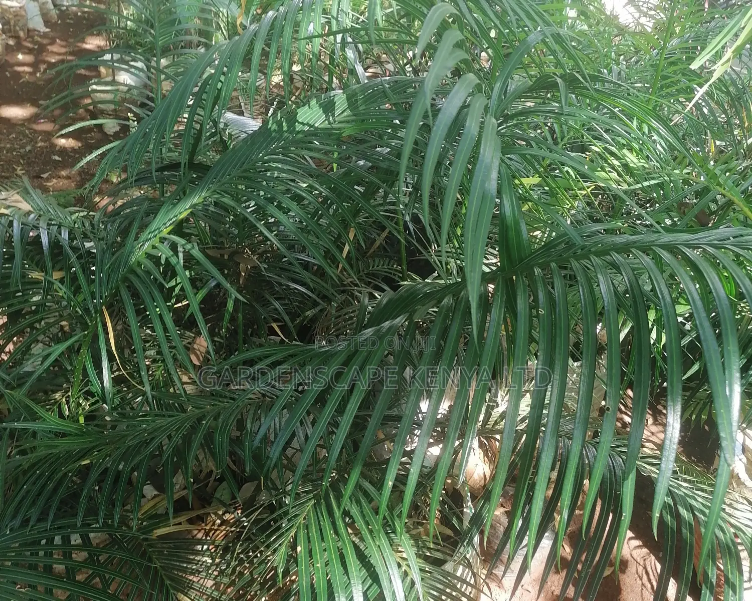 Large Smooth Cycads