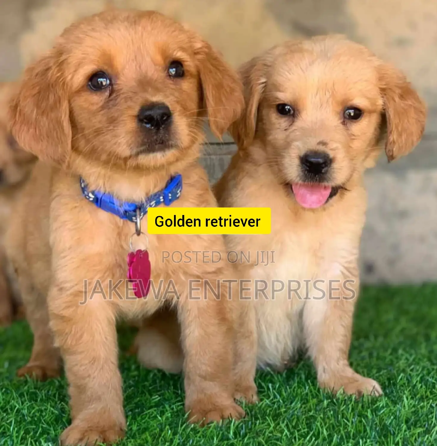 1-3 months Female Purebred Golden Retriever