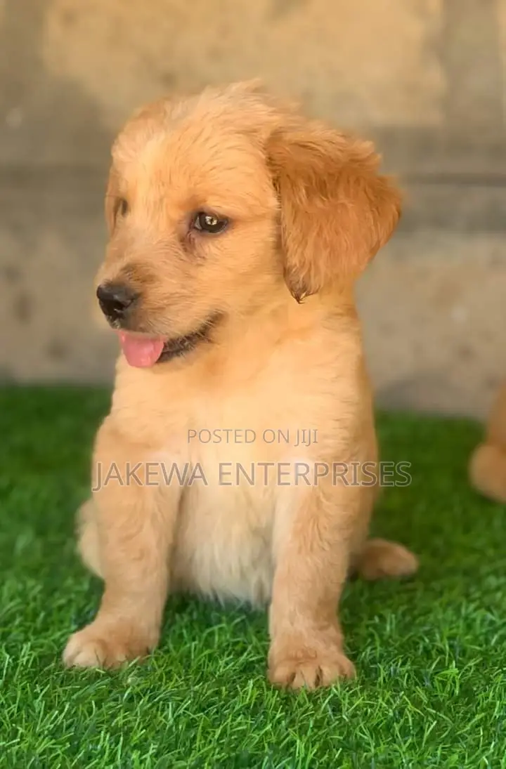 1-3 months Male Purebred Golden Retriever