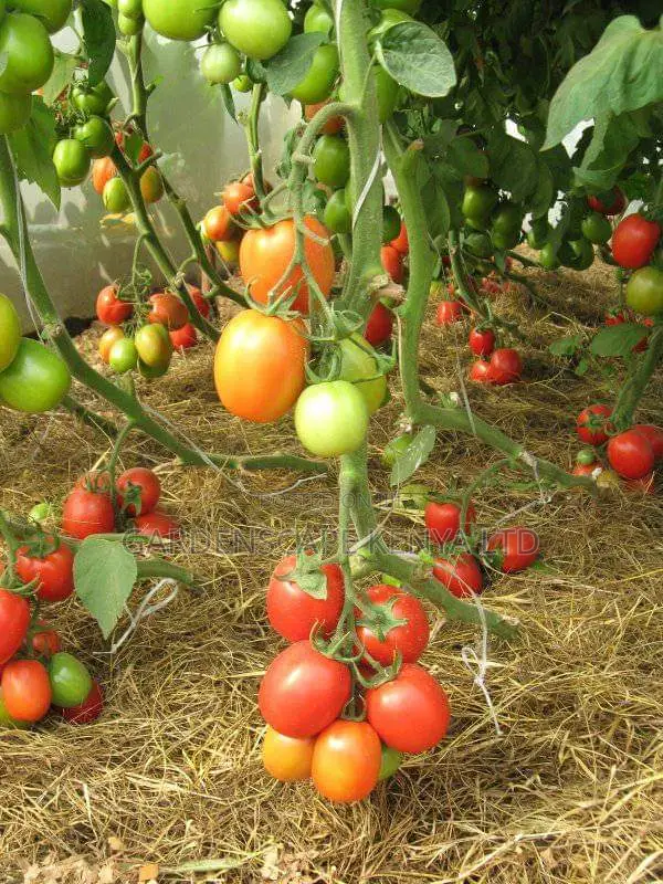 Nyota F1 Tomato Seeds 25g