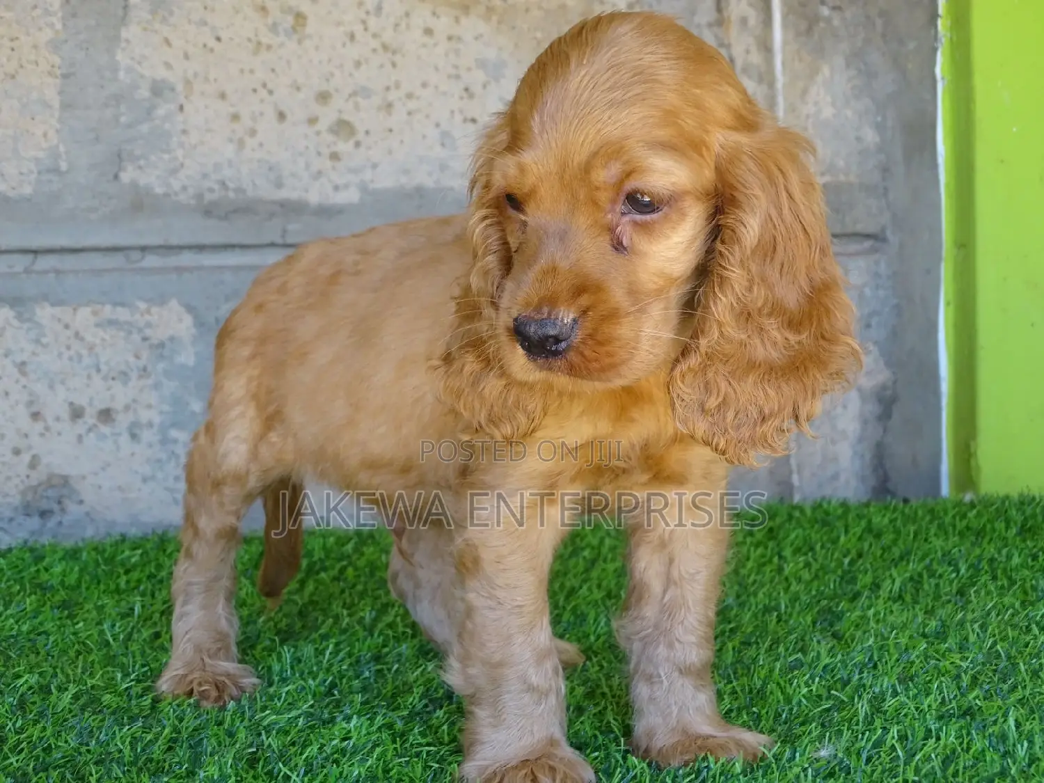 1-3 months Female Purebred Cocker Spaniel