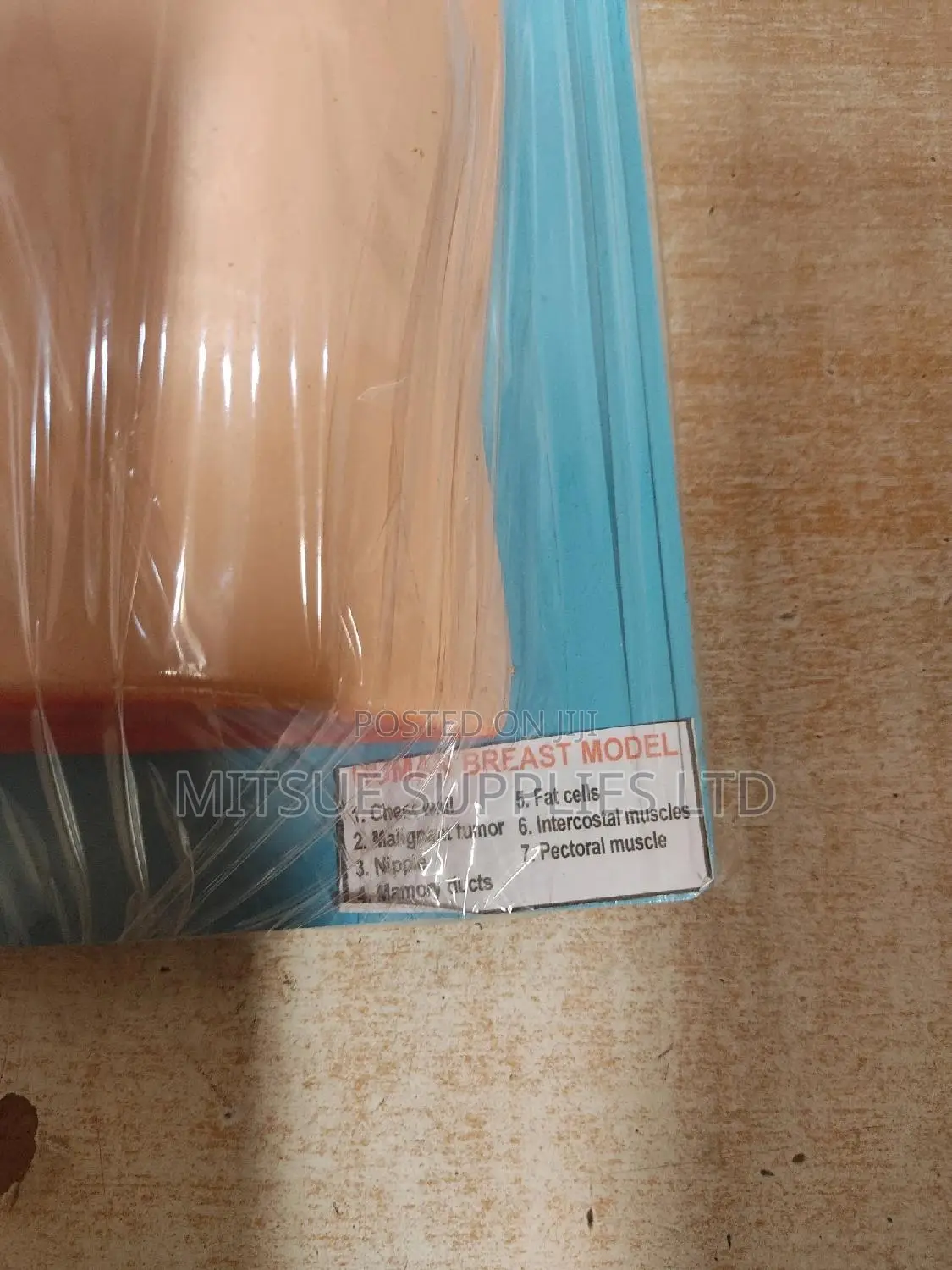 Model Human Female Breast For Educational Use