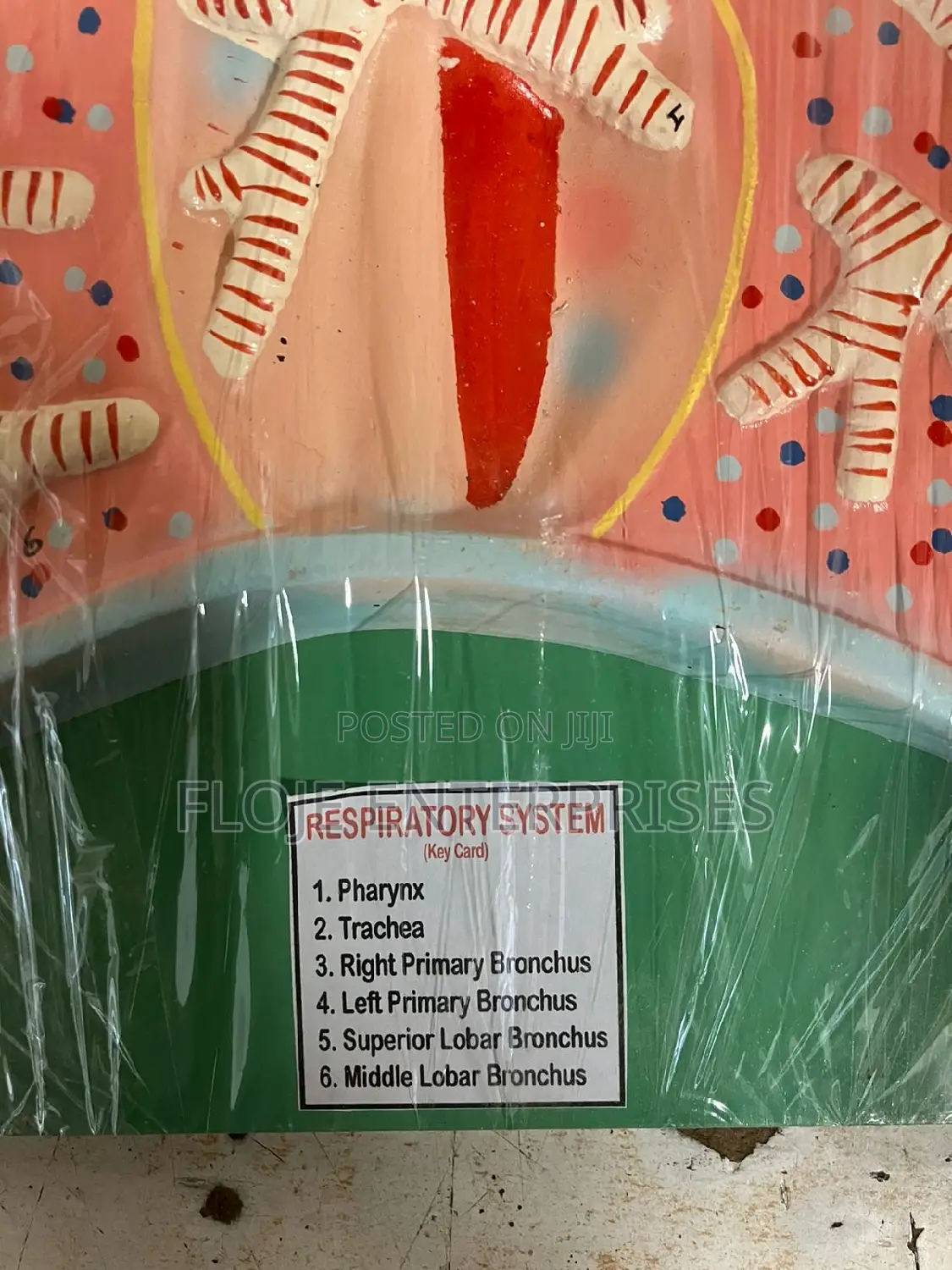 Model Respiratory