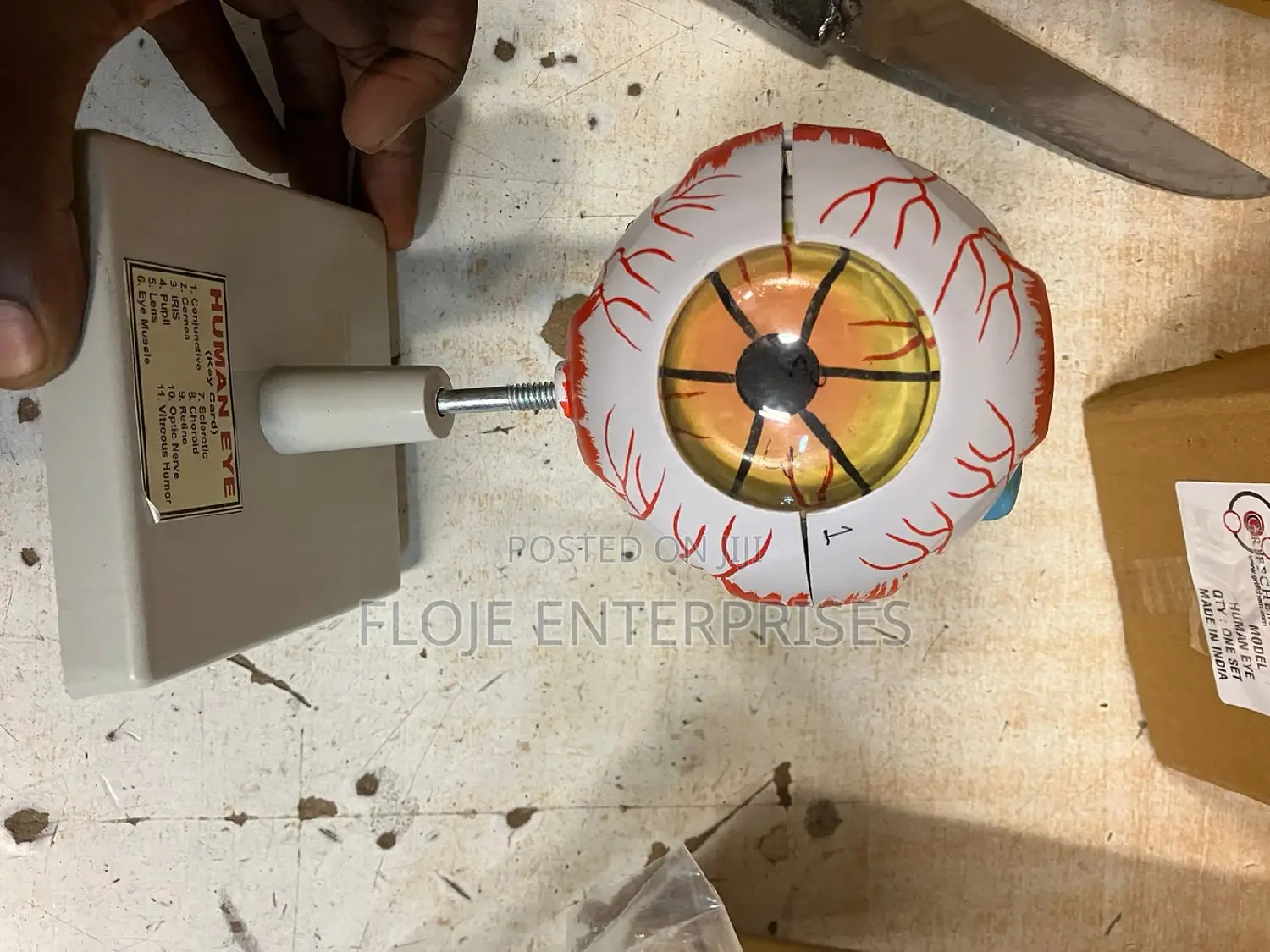 Model Human Eye on Stand