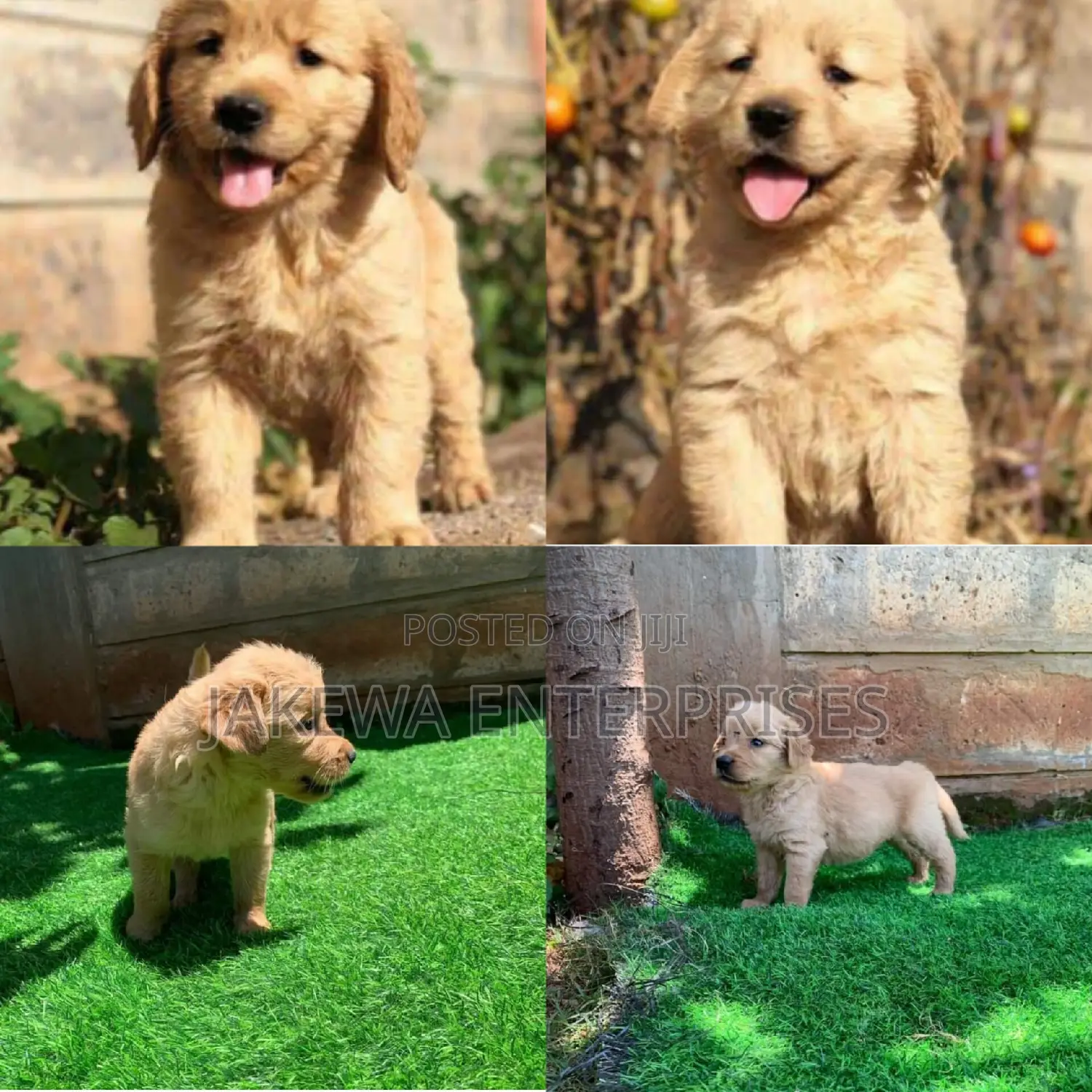 3-6 months Female Purebred Golden Retriever