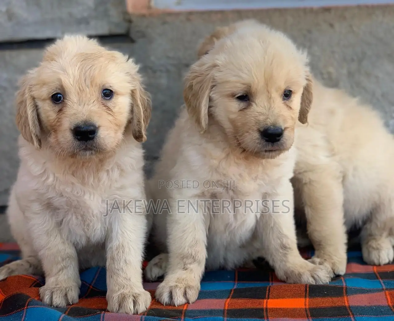 1-3 months Female Purebred Golden Retriever