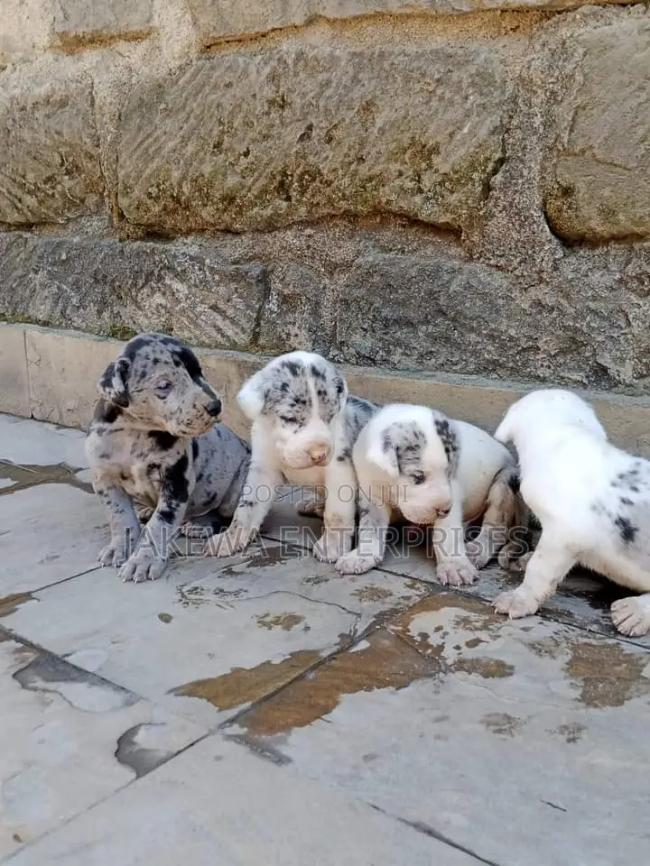 1-3 months Female Purebred Great Dane