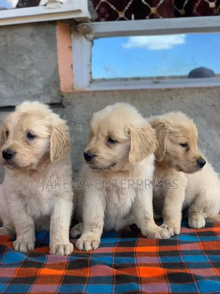 1-3 months Male Purebred Golden Retriever