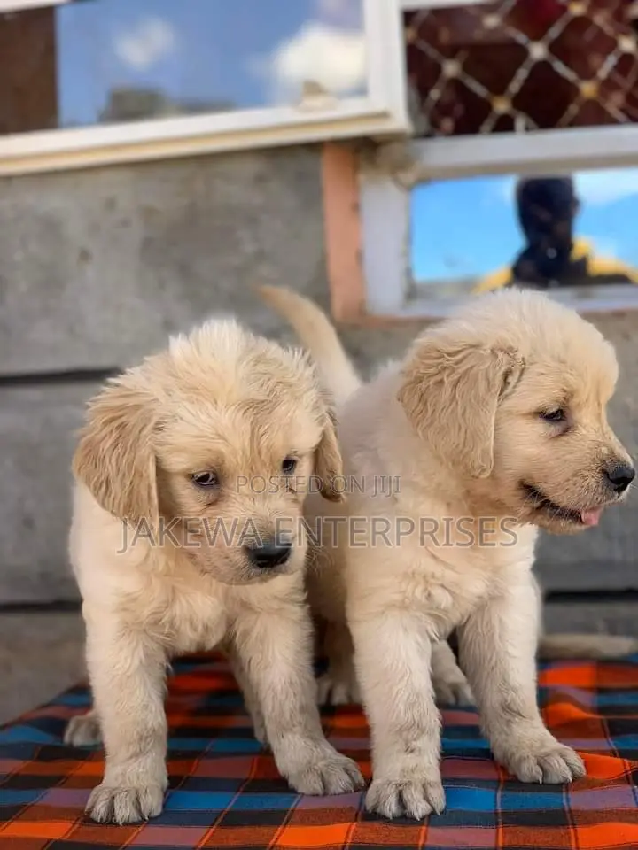 1-3 months Female Purebred Golden Retriever