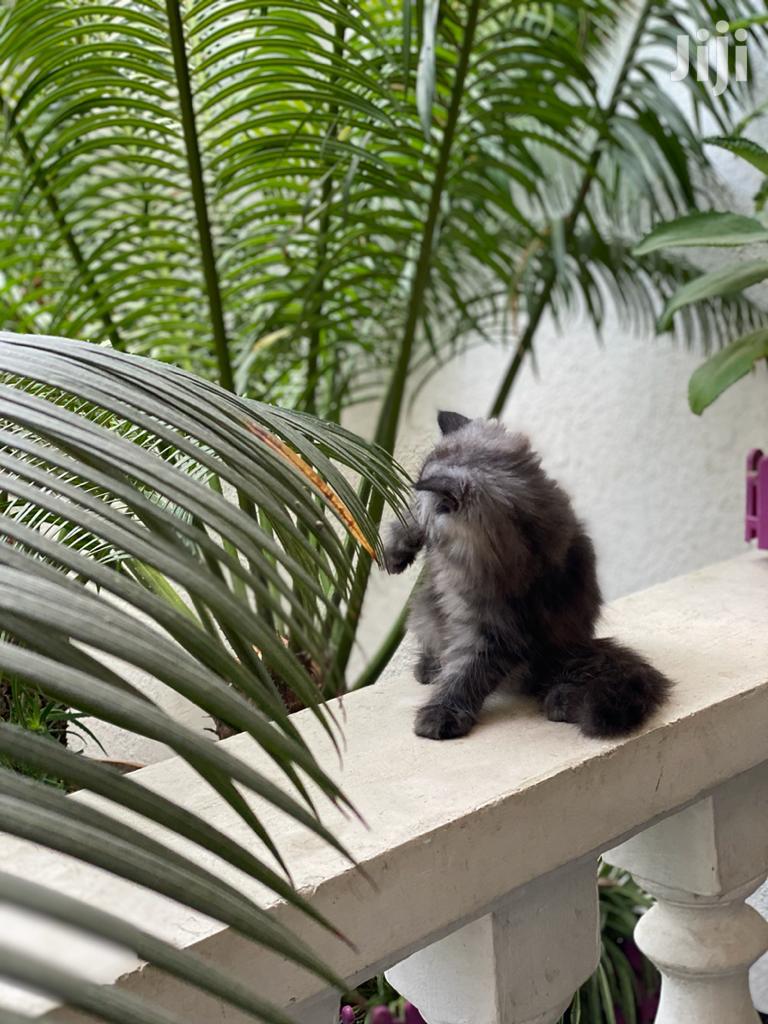 Baby Female Purebred Persian