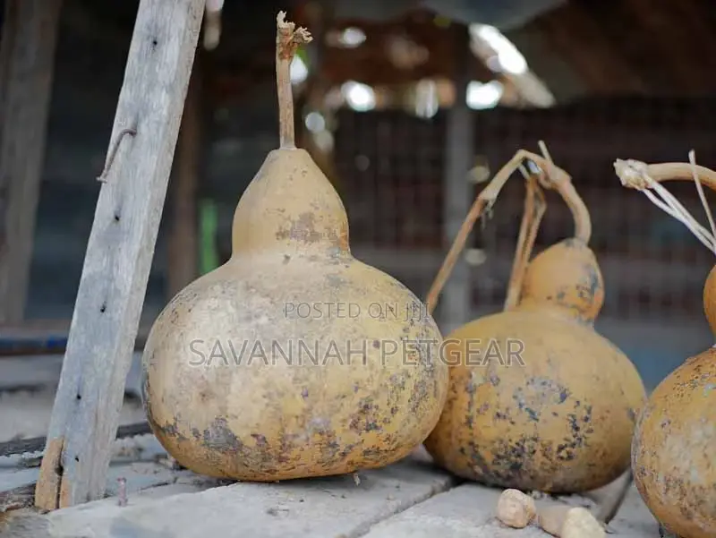 Birdhouse Gourd Organic Bird House Gourd