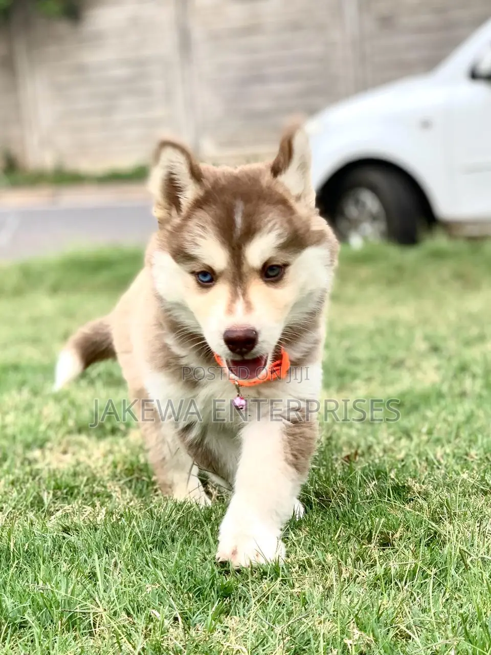 1-3 months Male Purebred Siberian Husky