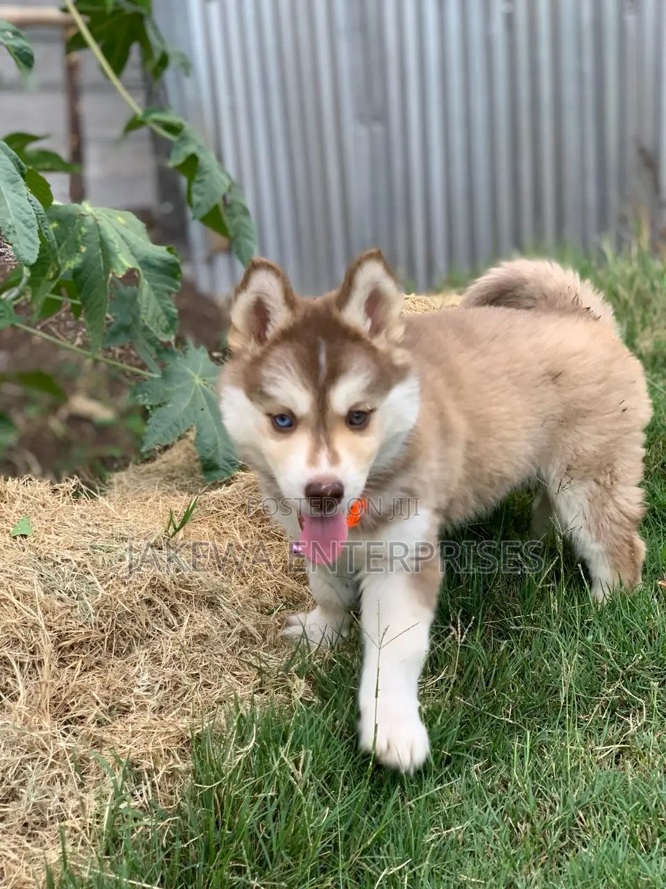 1-3 months Female Purebred Siberian Husky