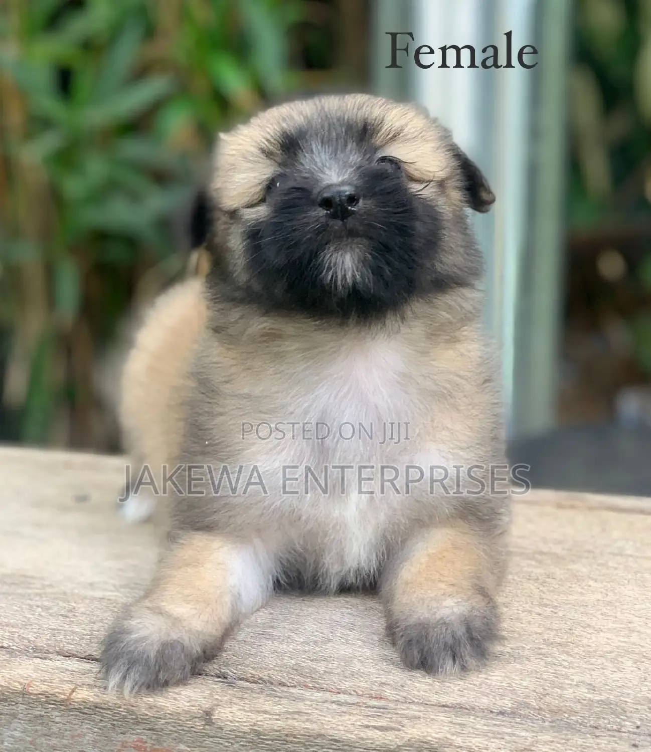 1-3 months Female Purebred Havanese