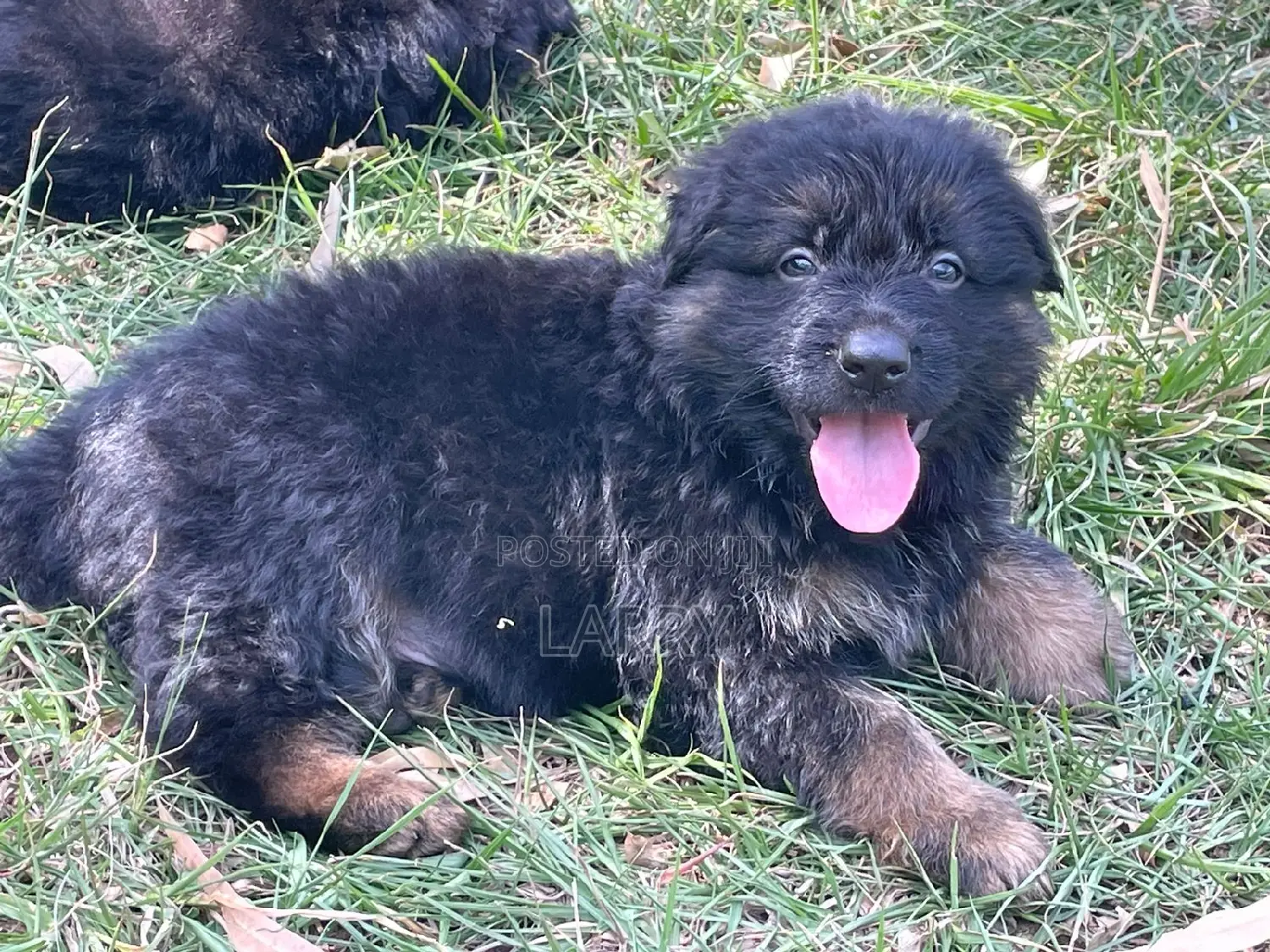 1-3 months Male Purebred German Shepherd