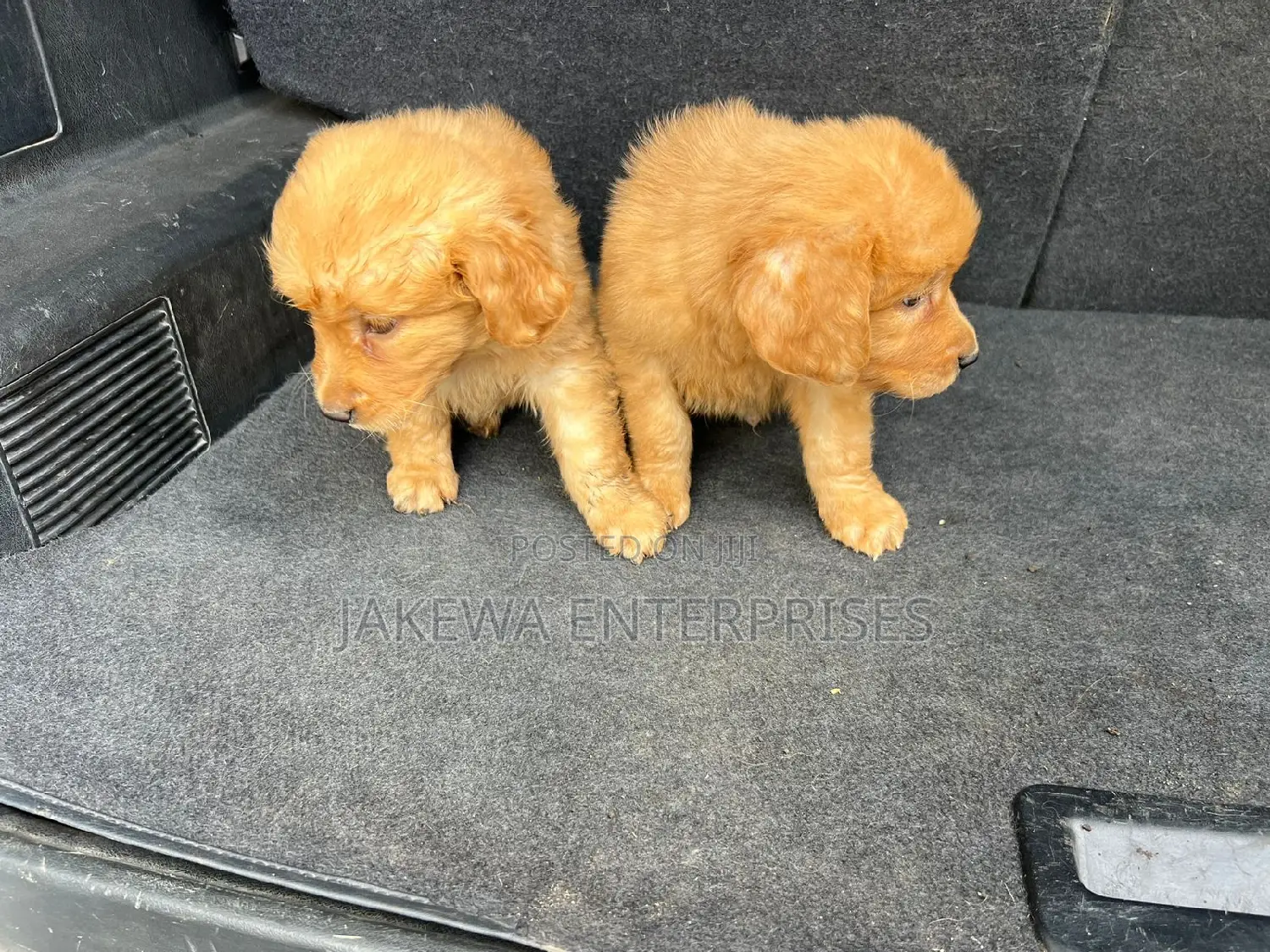 1-3 months Male Purebred Golden Retriever