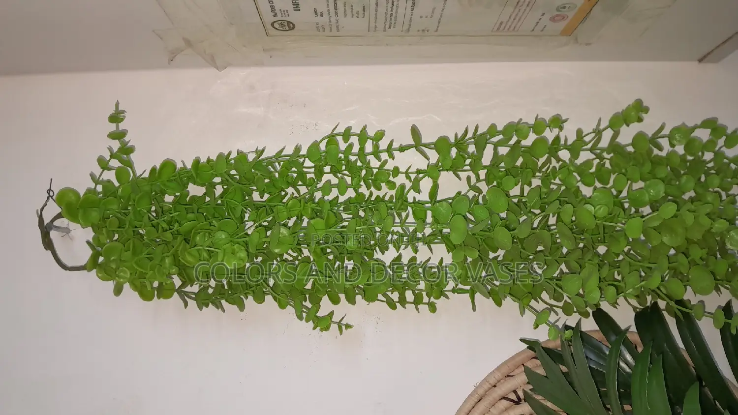 Hanging Vines