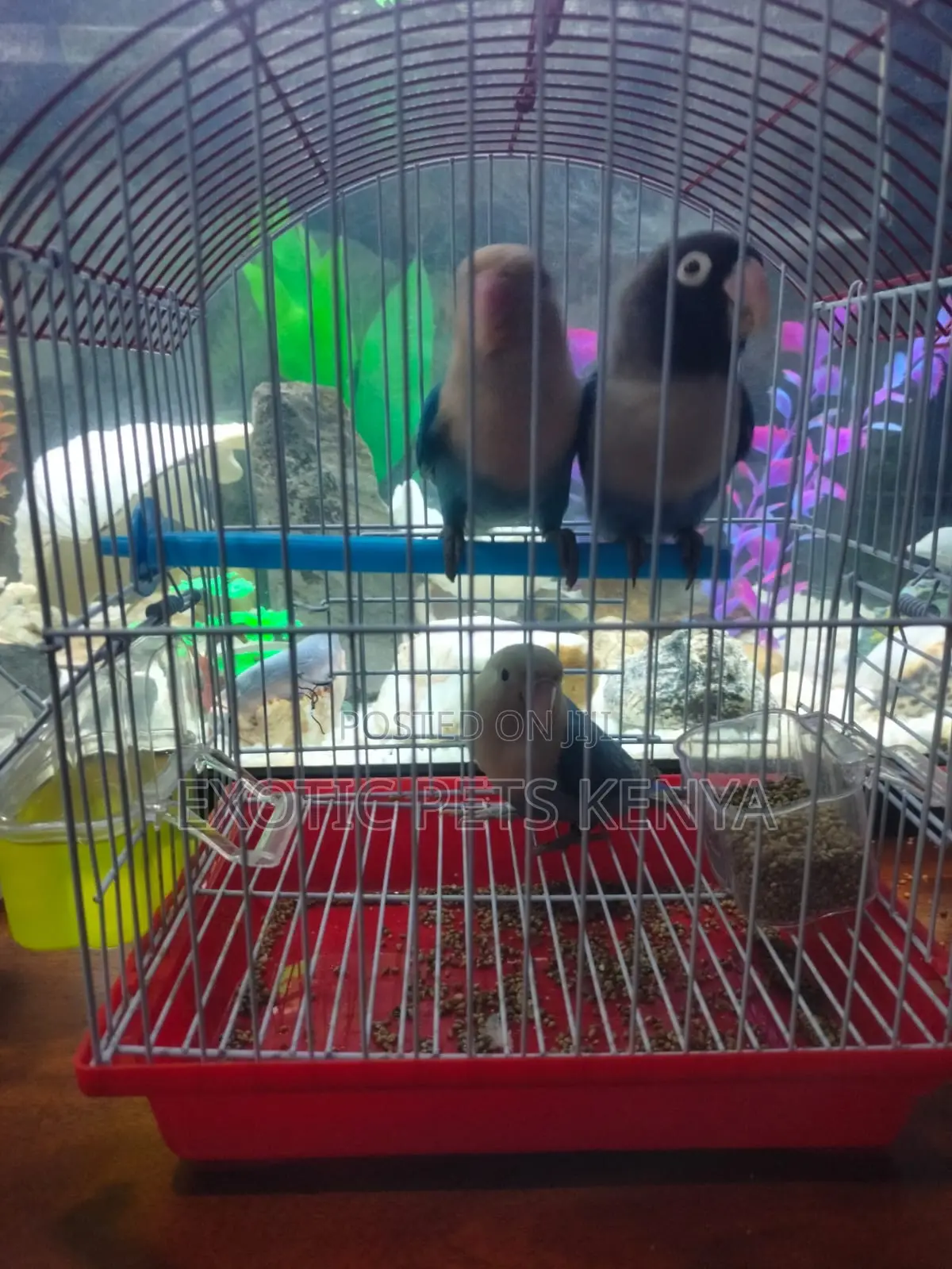 Blue Lovebirds (Imported)
