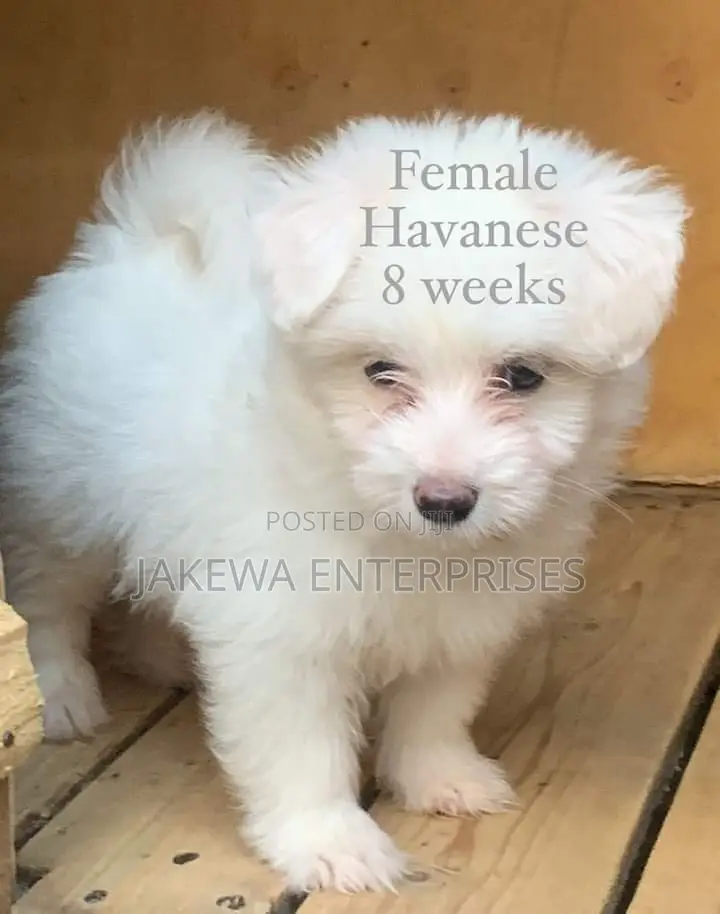 1-3 months Female Purebred Havanese