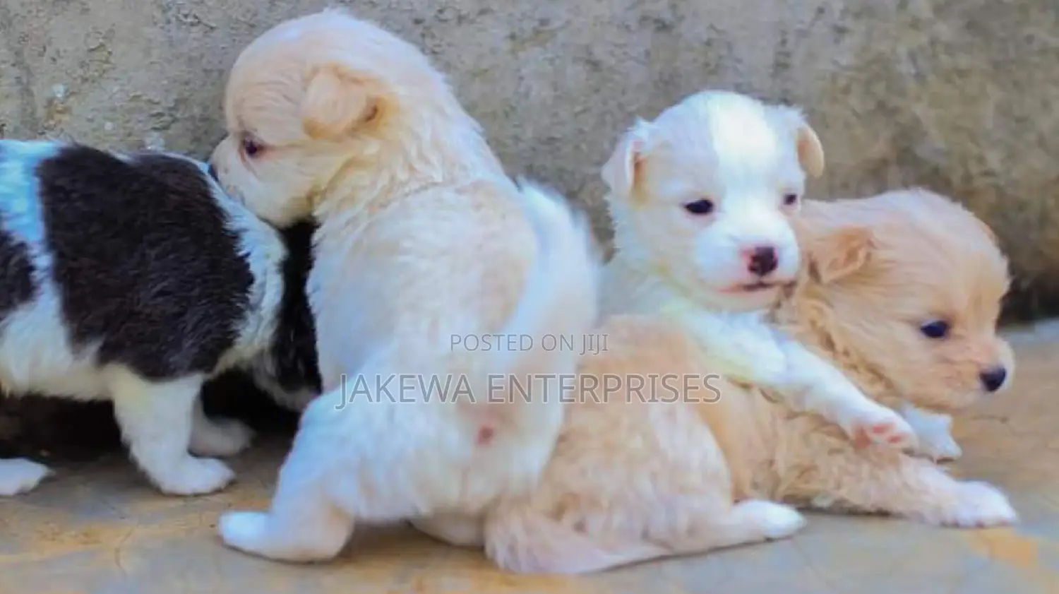 1-3 months Female Purebred Japanese Spitz