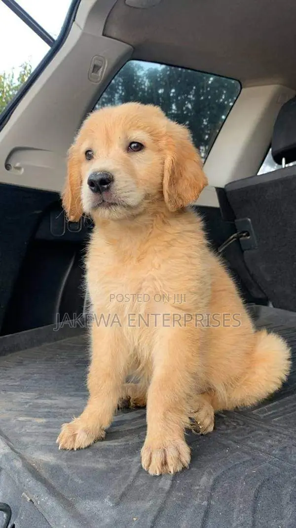1-3 months Male Purebred Golden Retriever