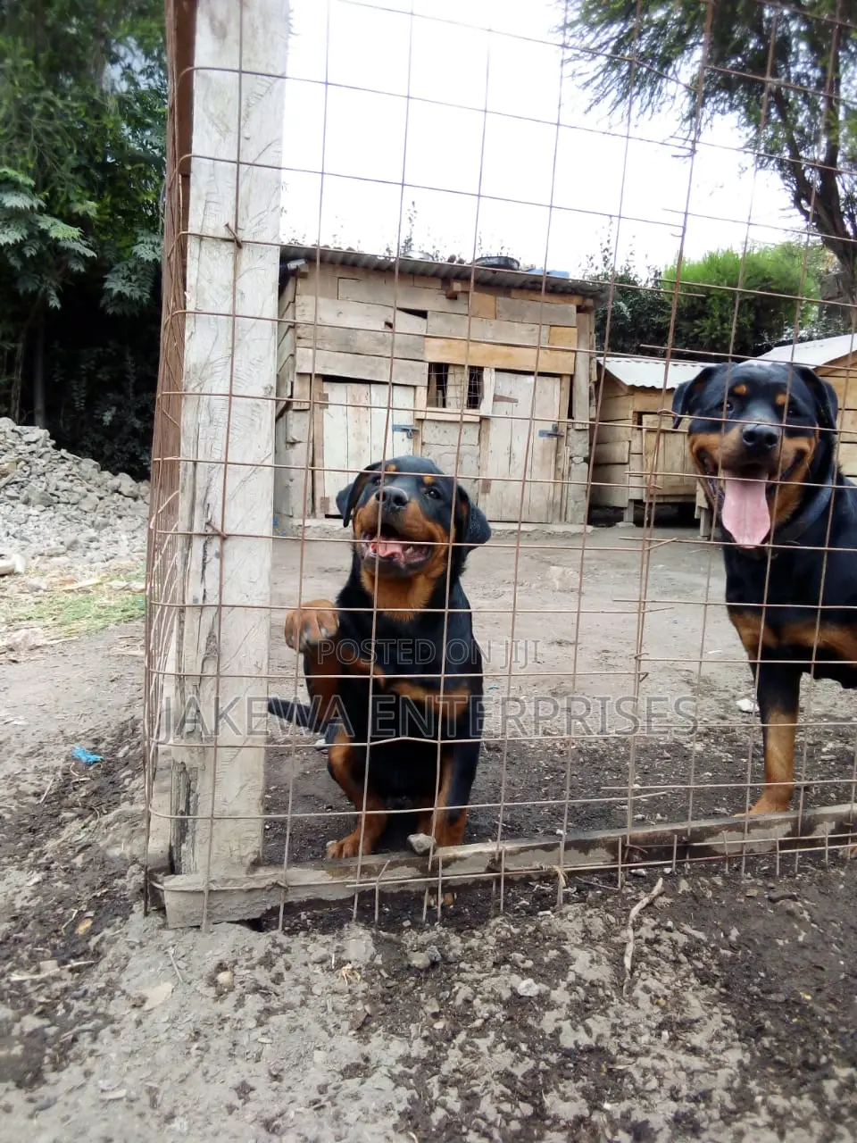 1-3 months Female Purebred Rottweiler
