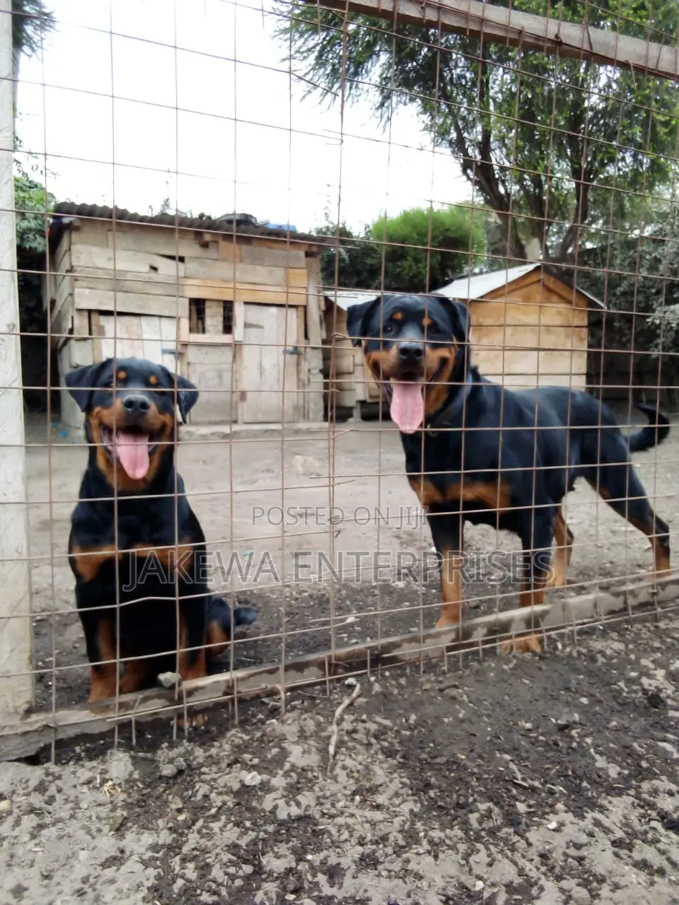 1-3 months Male Purebred Rottweiler