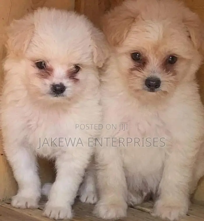 1-3 months Female Purebred Havanese