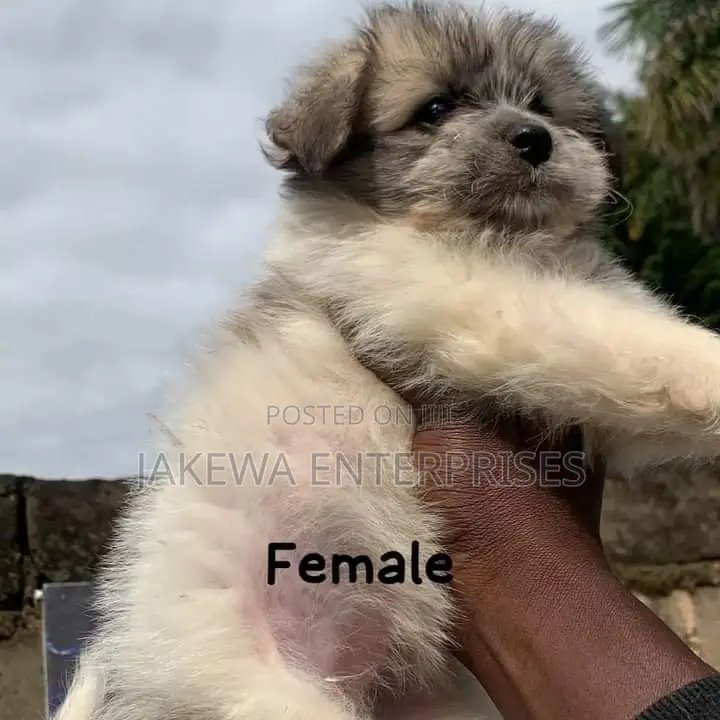 1-3 months Female Purebred Havanese