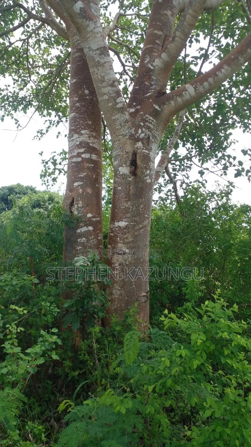 1 Acre Prime Plot on Sale at Kinondo in Ukunda Urban Zone.