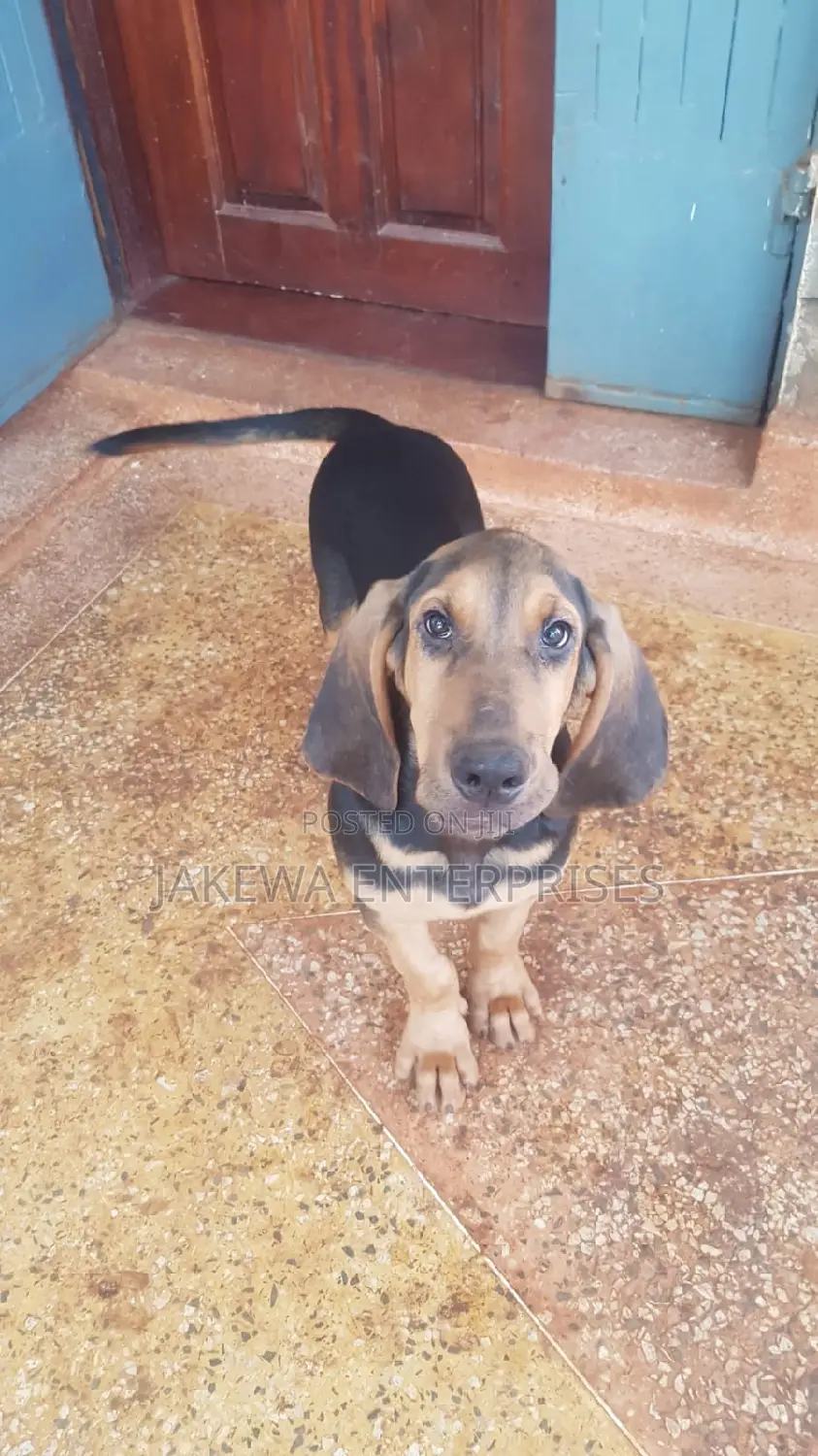 3-6 months Female Purebred Bloodhound