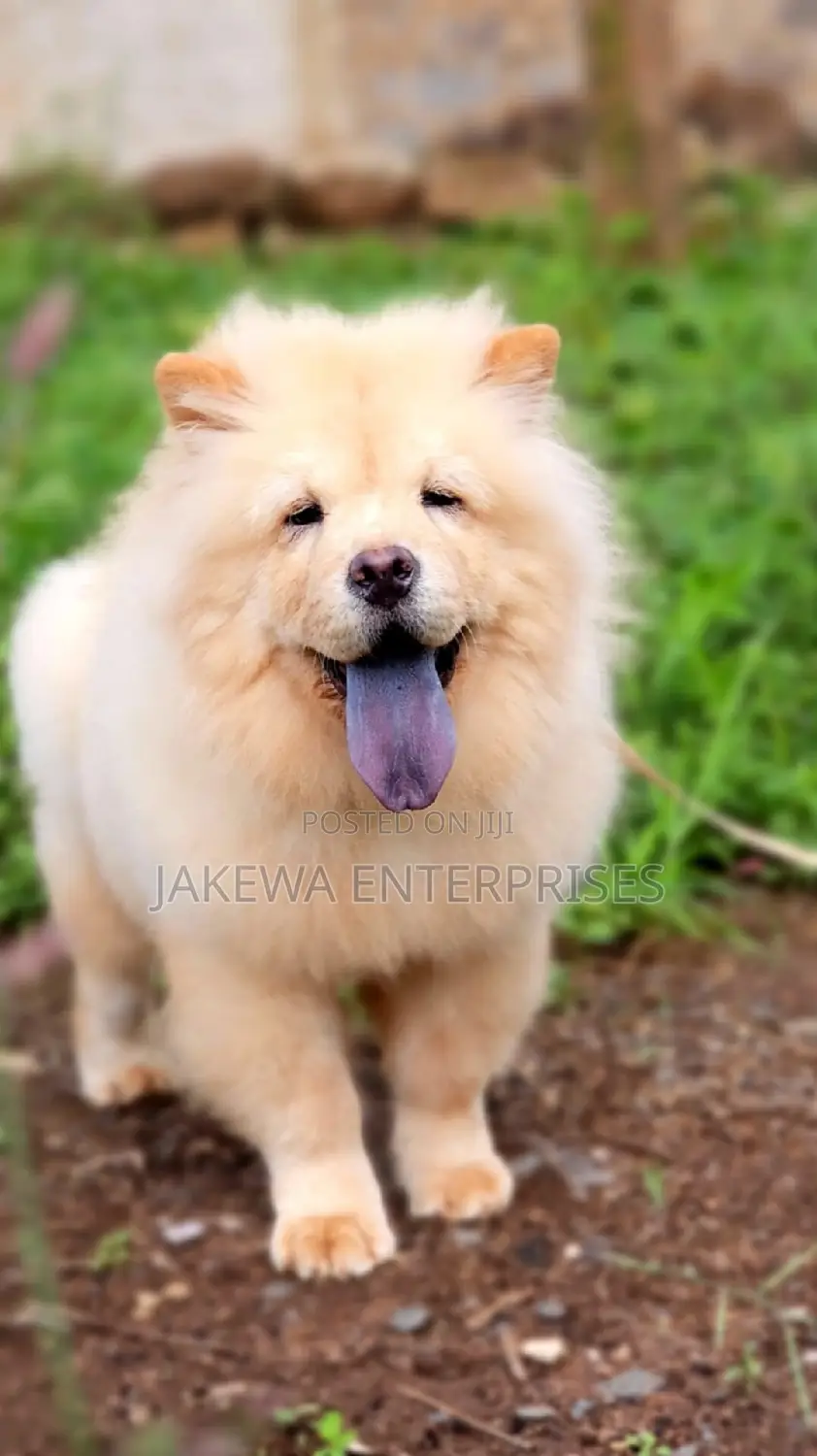 1-3 months Female Purebred Chow Chow