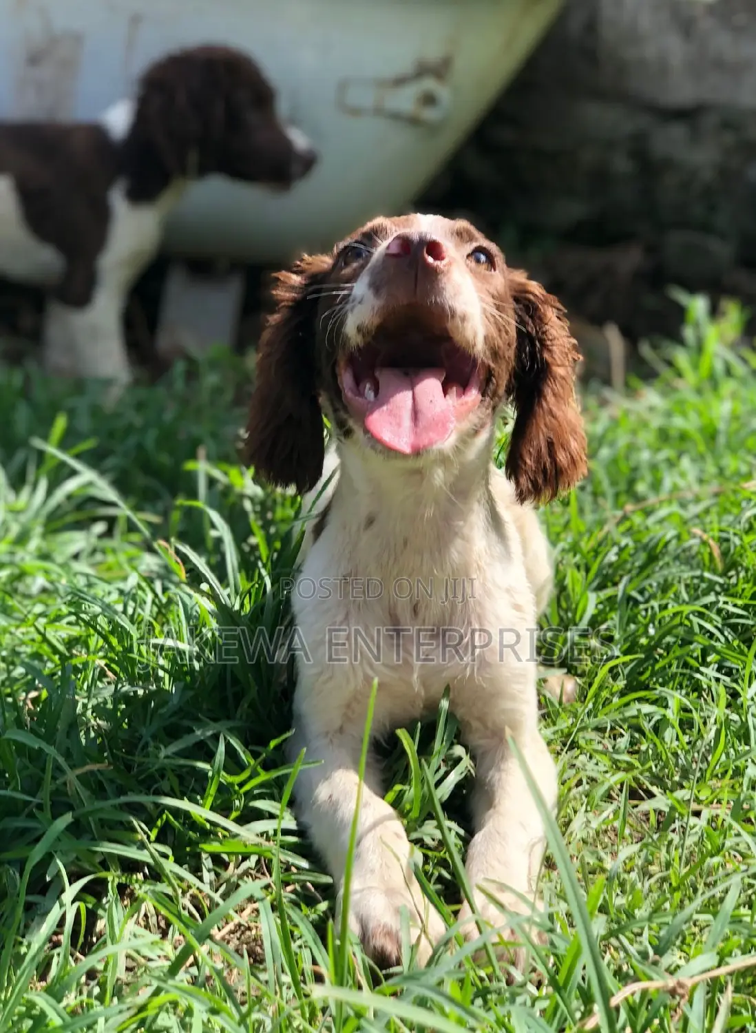 1-3 months Female Purebred English Cocker Spaniel