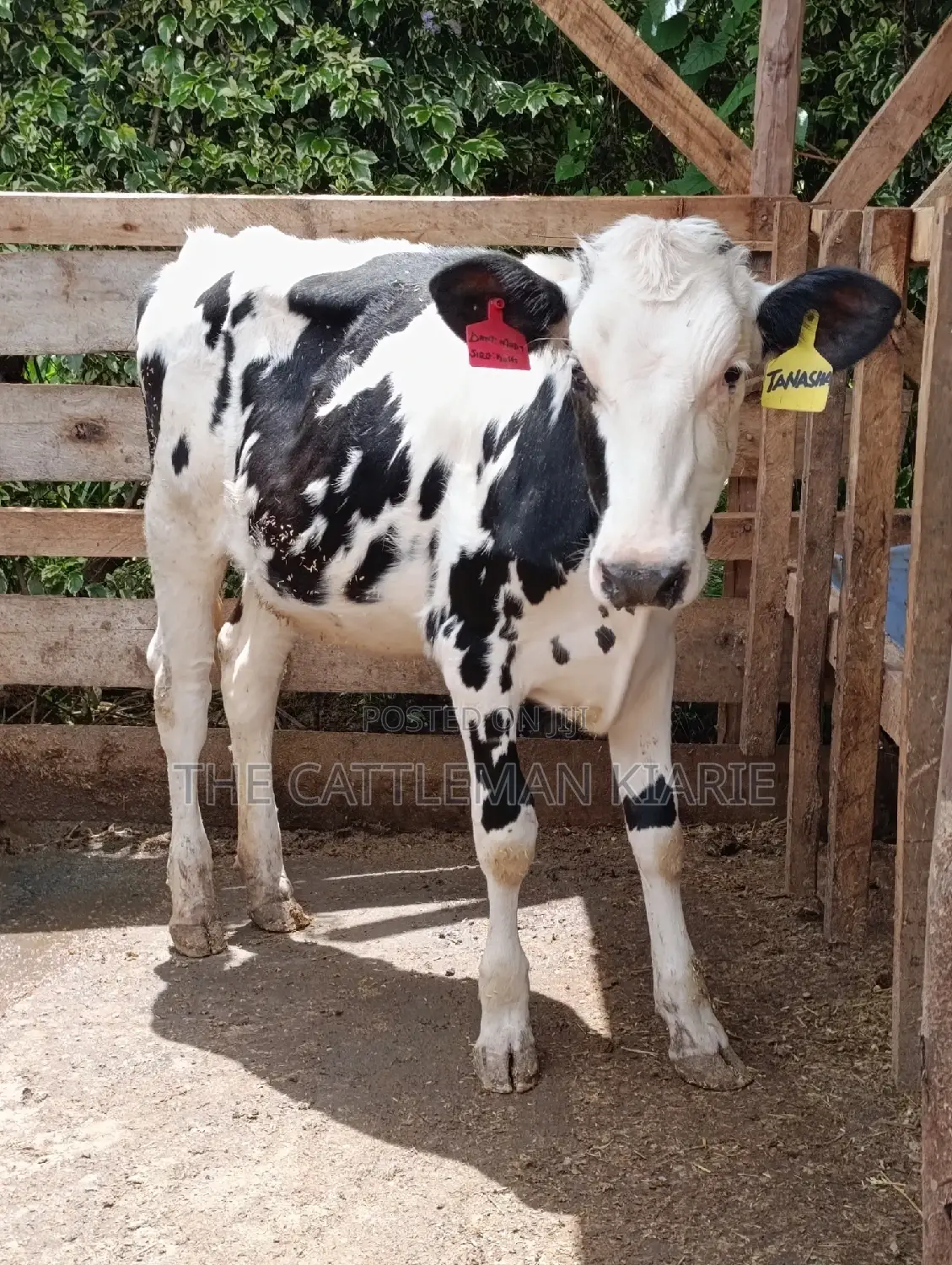 Friesian Holstein Heifer
