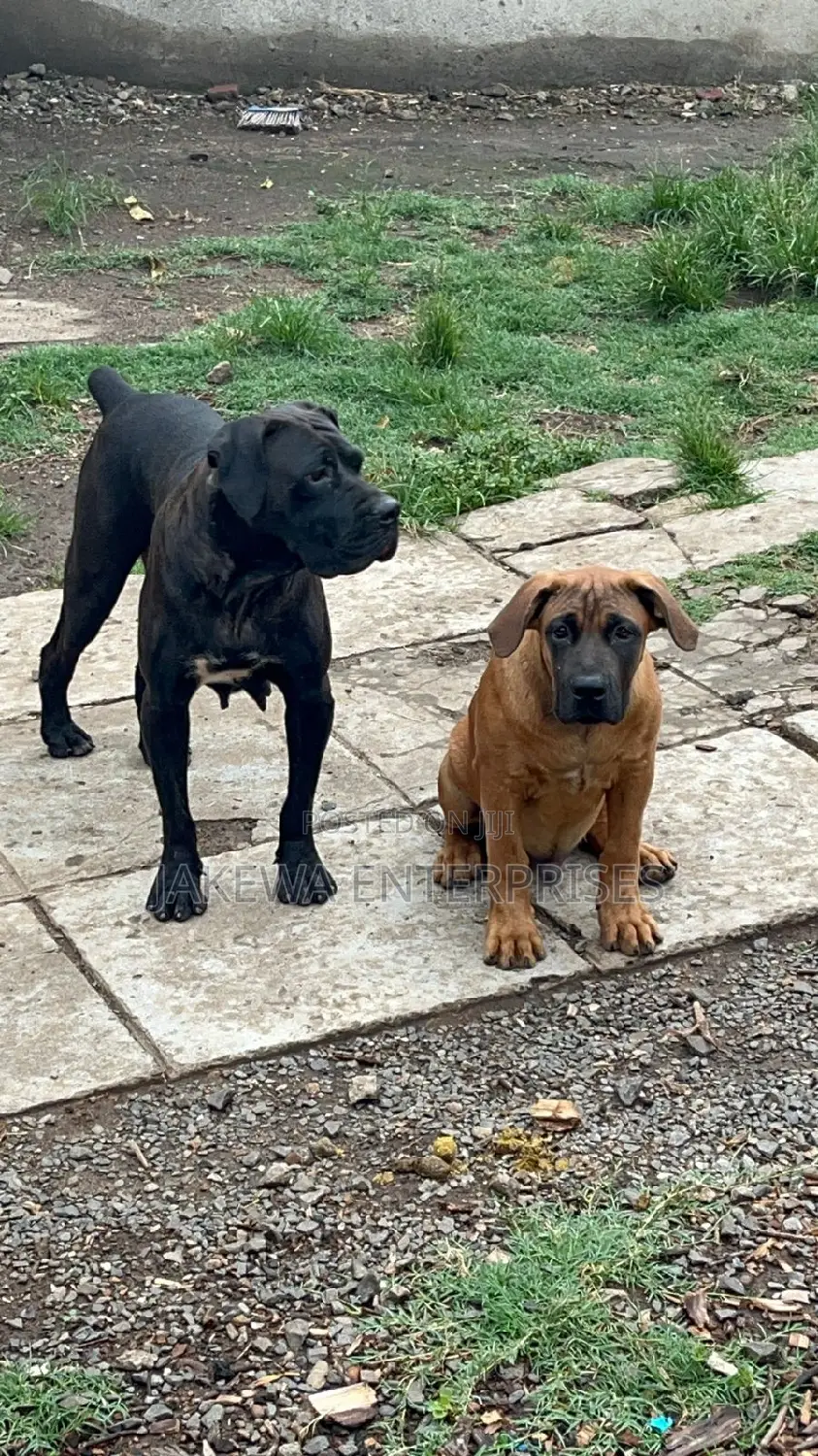 1+ year Female Purebred Boerboel