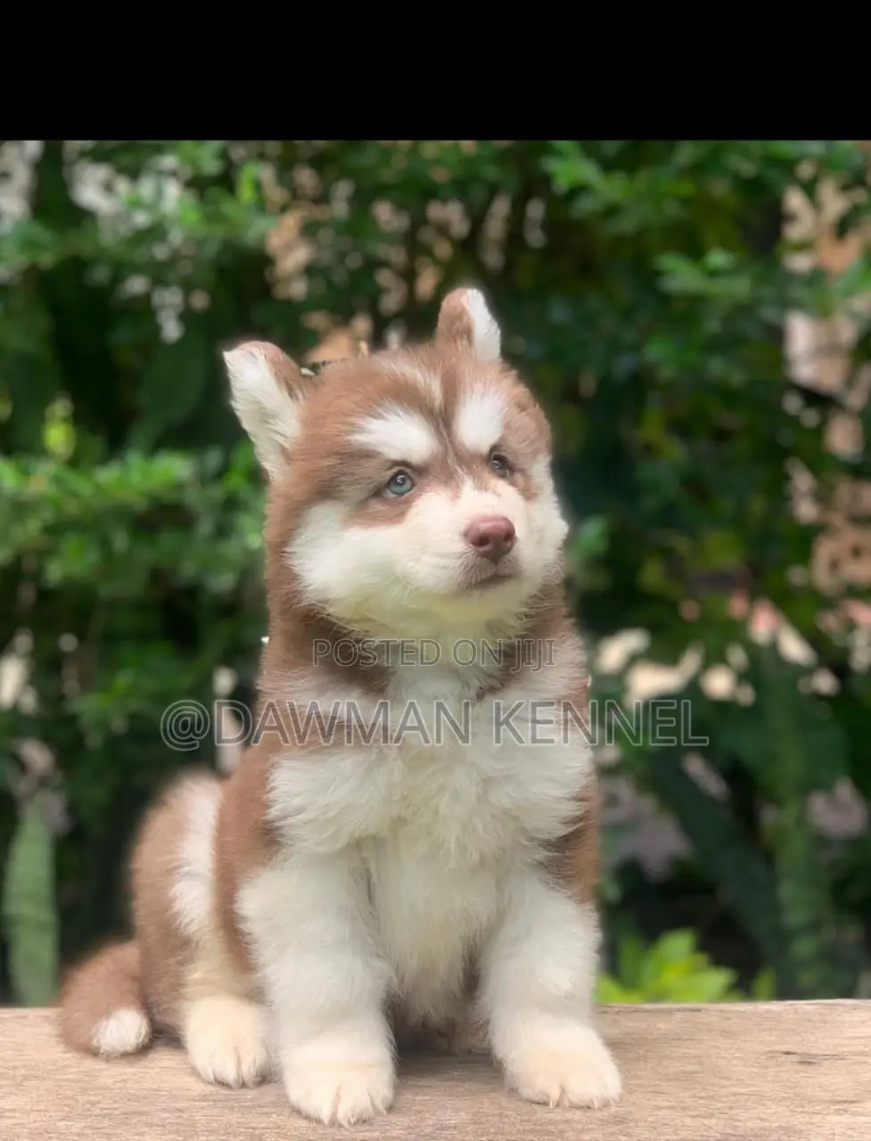 1-3 months Male Purebred Siberian Husky