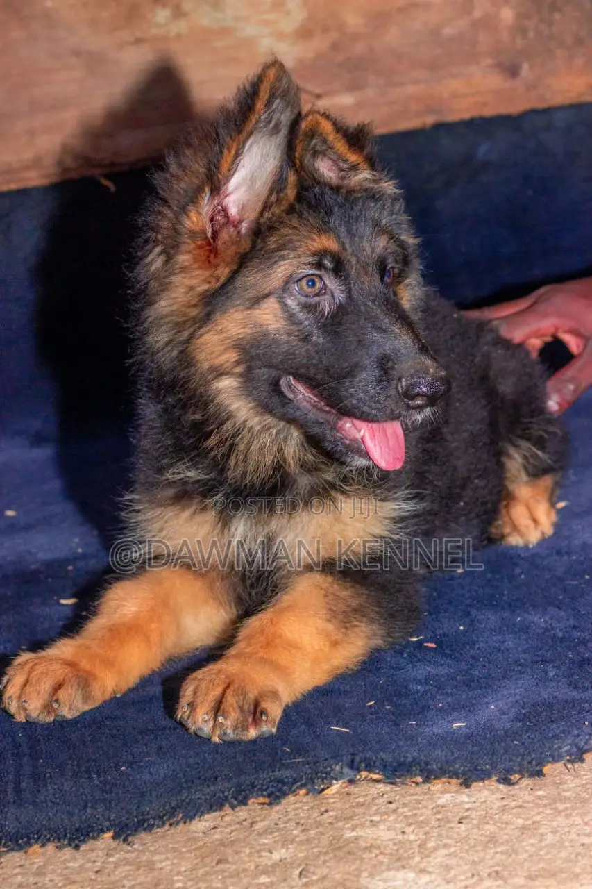 1-3 months Male Purebred German Shepherd