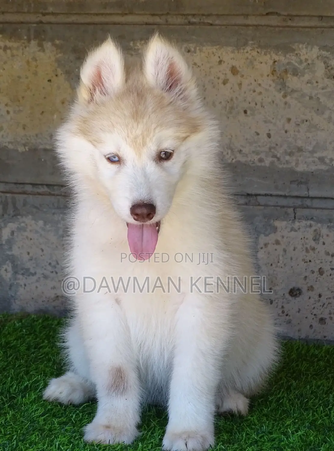 1-3 months Female Purebred Siberian Husky