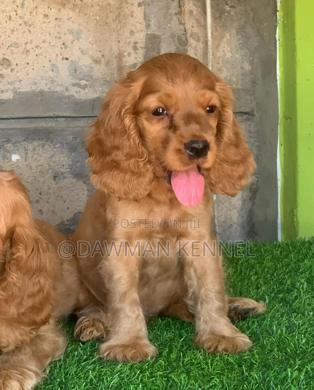 1-3 months Male Purebred Cocker Spaniel