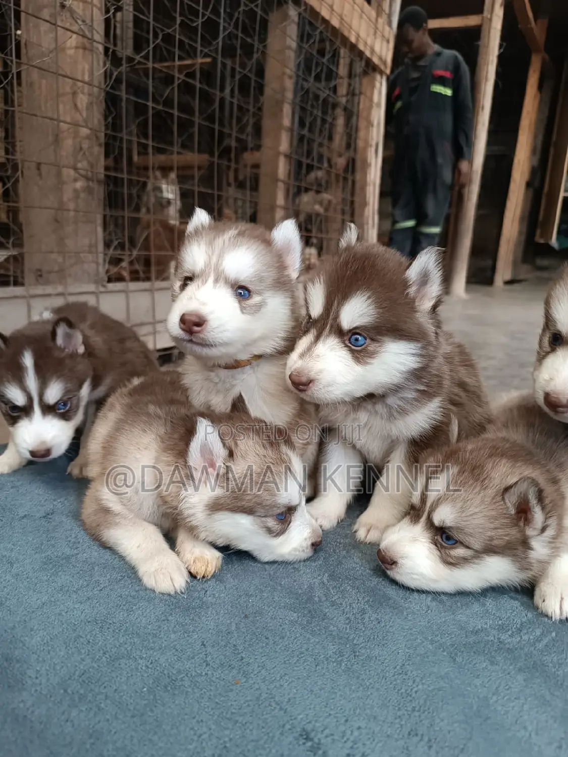 1-3 months Male Purebred Siberian Husky