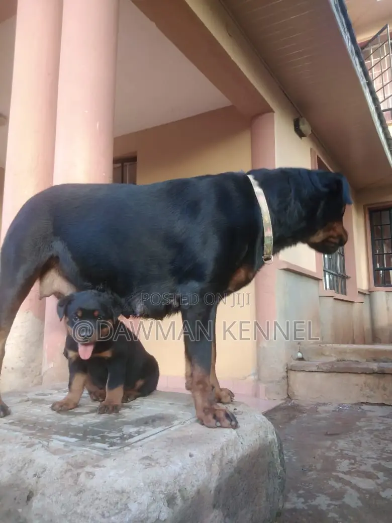 1-3 months Male Purebred Rottweiler