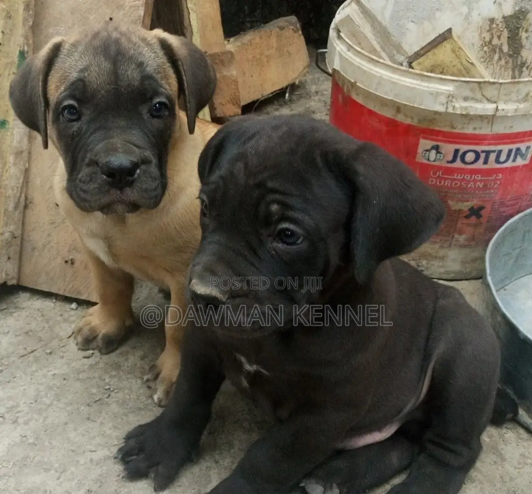 1-3 months Male Purebred Boerboel